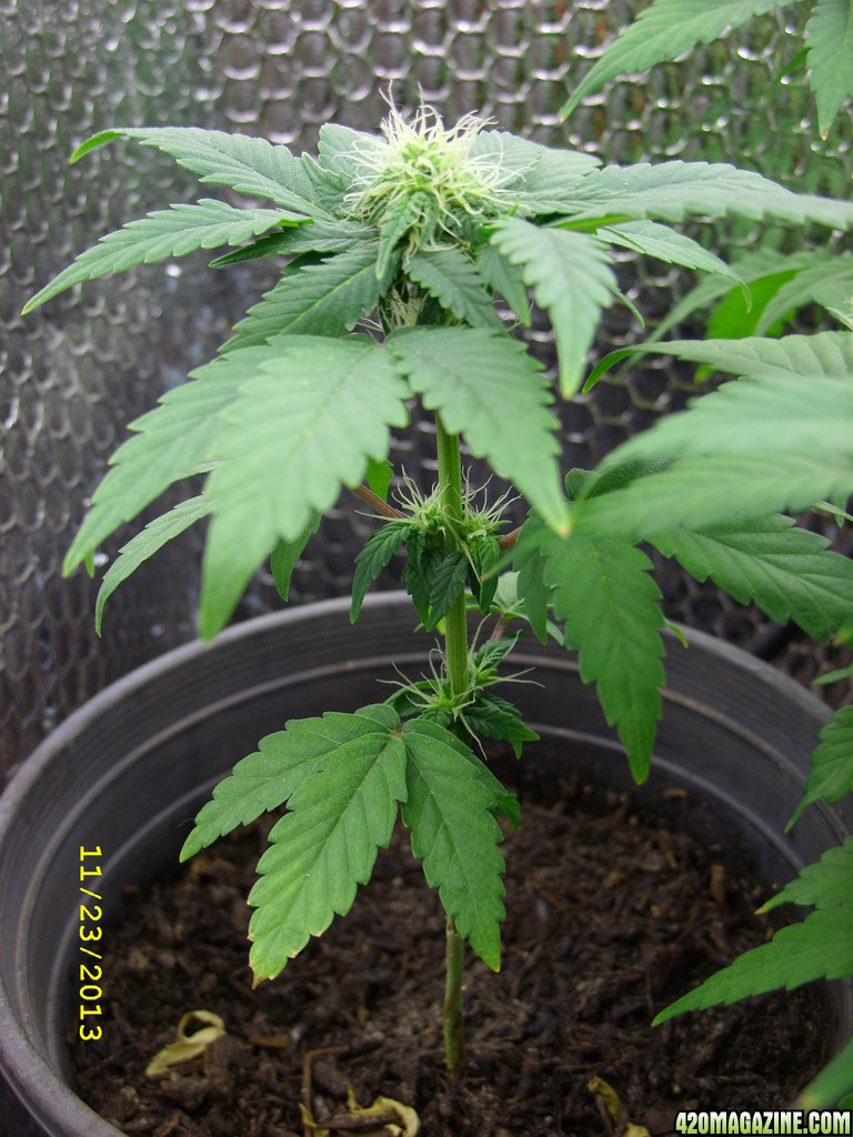 59 Days of 12/12 from seed