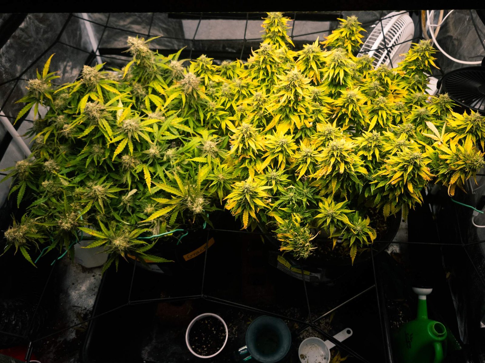 5988586_grow-journal-by-savvage61herbies-seedsgodzilla-cookies-auto.jpg