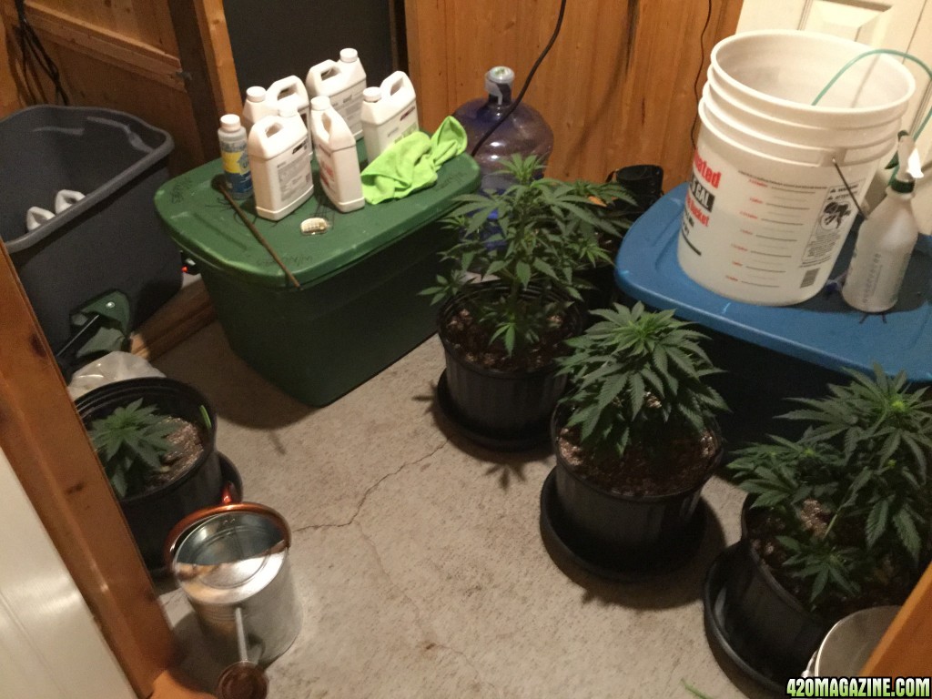 5th Time Grow 4x4 Fusion Hut