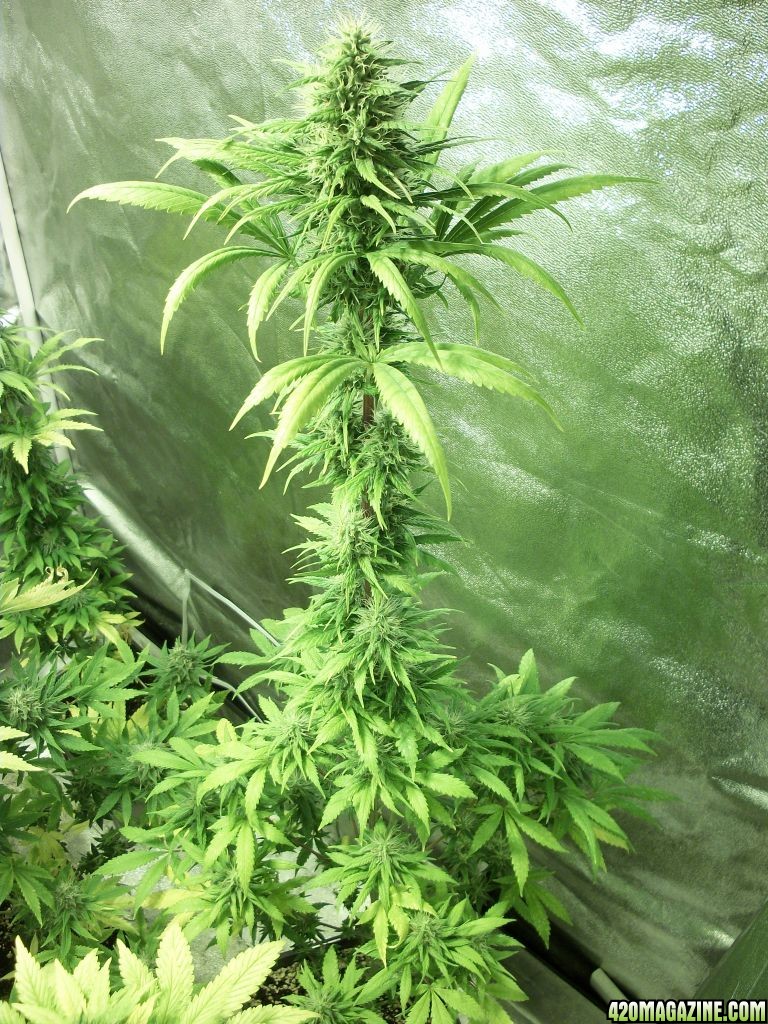 5th week flowering...