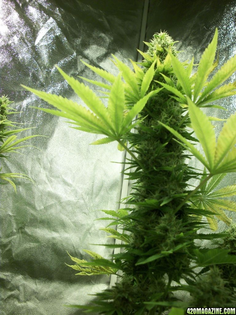 5th week flowering...