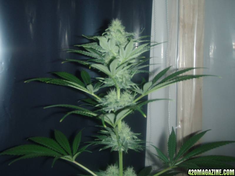 5x   Arjans Ultra Hazes #2  all feminized and vegging atm