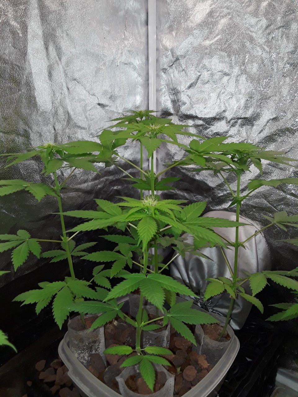 5x Devil's Pitchfork x Sensi NL x Nirvana NL IBL