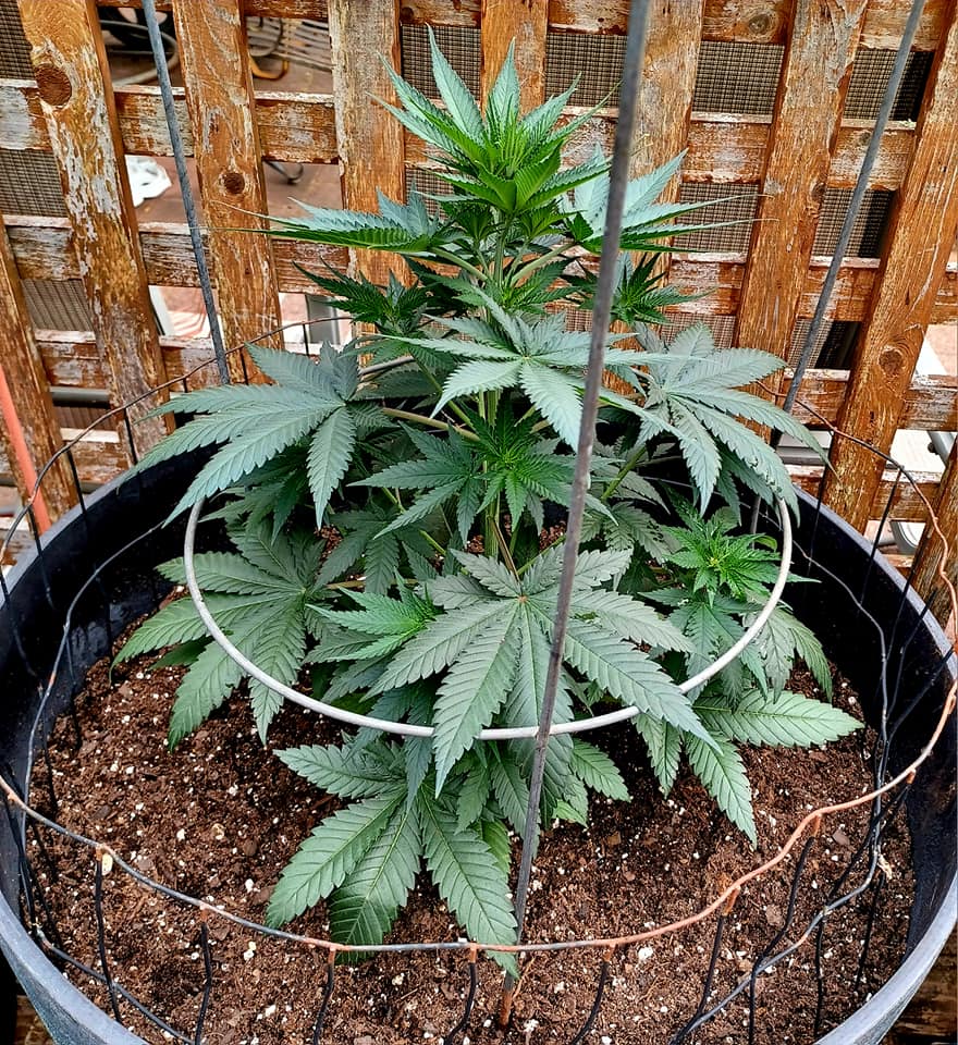 6/12/23 Chocolope  43 Days old