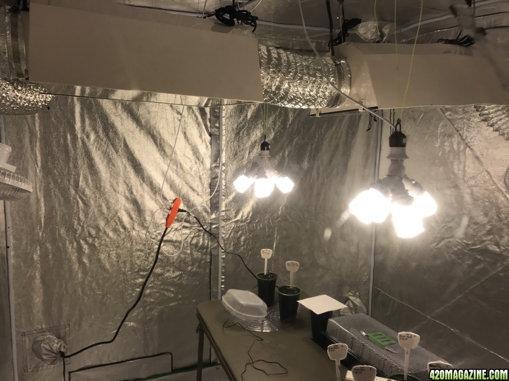 6.5x6.5x6.5 grow tent, two 600w lights