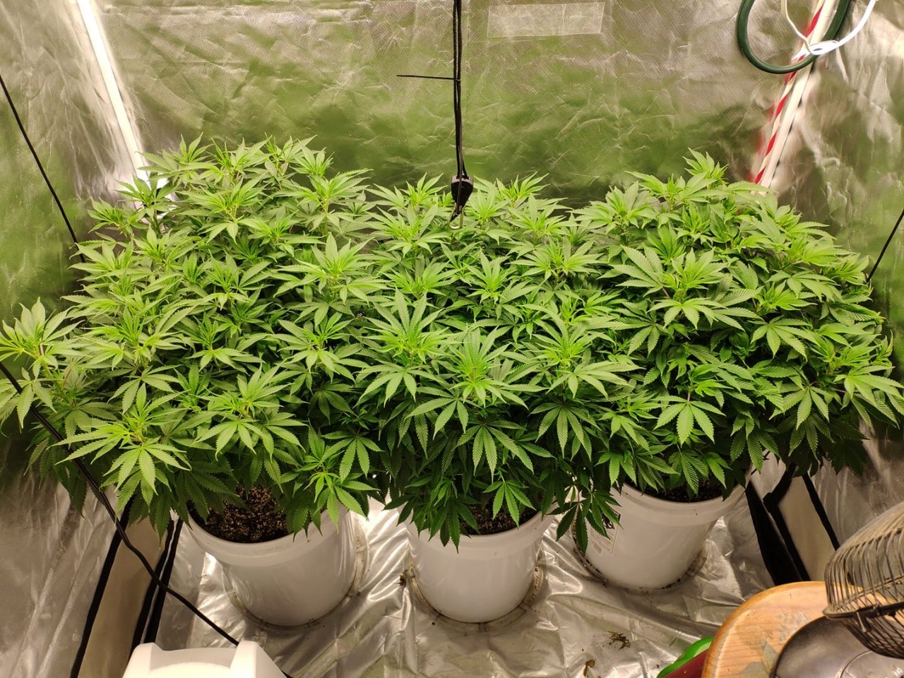 6~7 weeks veg under SP 250