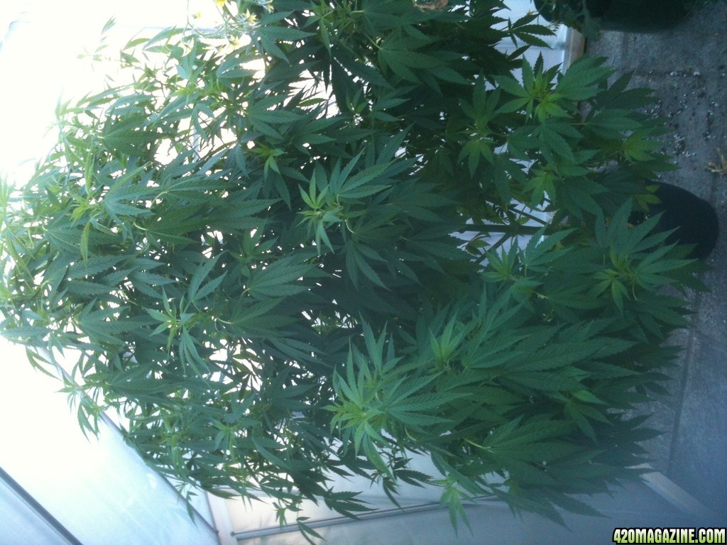 6 ft plant still in veg uk grow