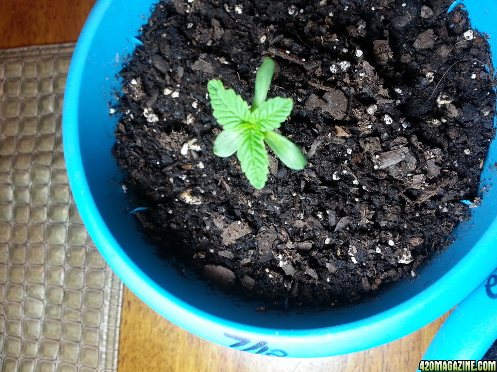 6 leafed seedling? check it out is this normal?