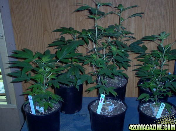 6 of my clones. big one is bluebarry,mmm i can smell it