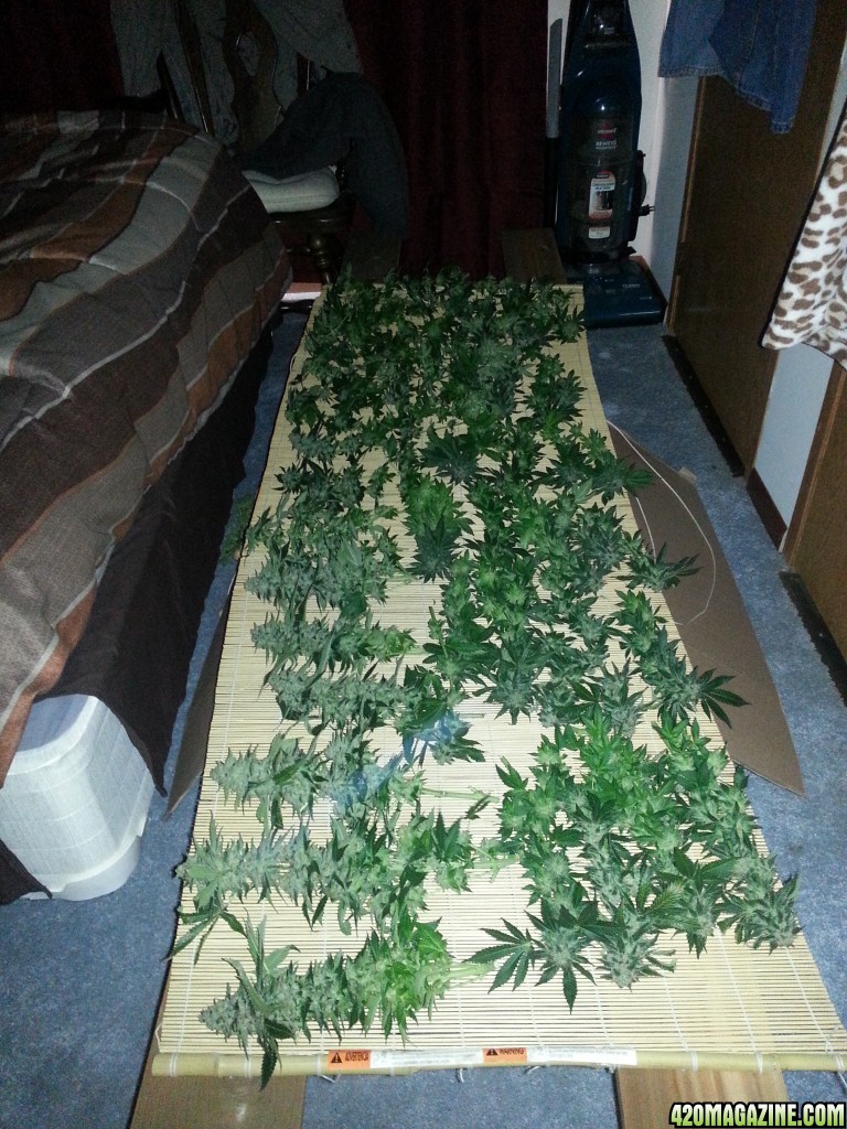 6 SKNL Harvest