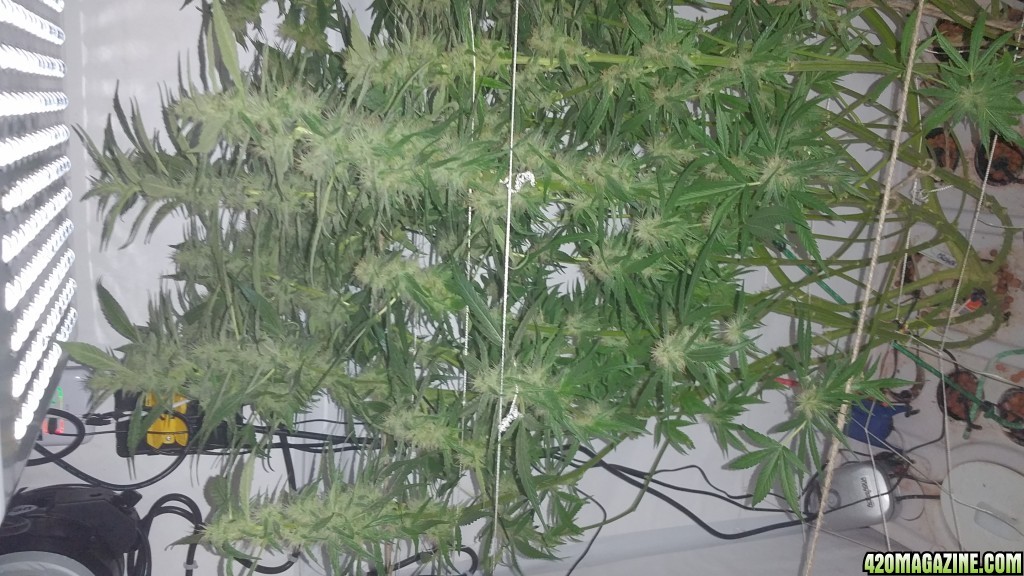 6 weeks crown  no led light