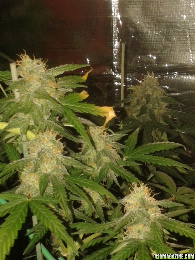 60 day lemon