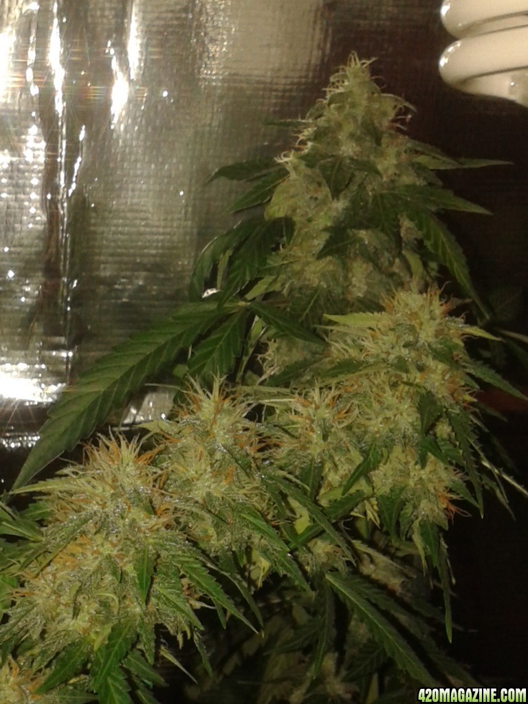 60 day lemon