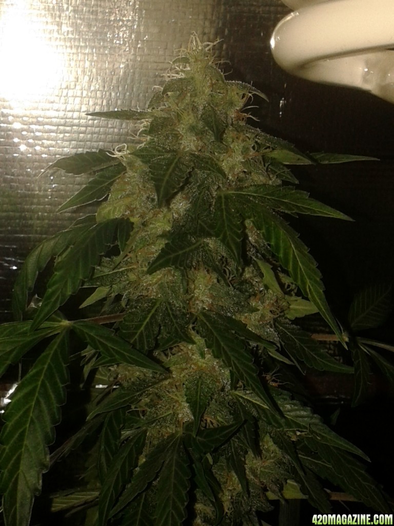 60 day lemon