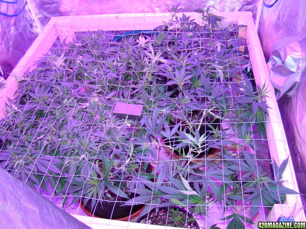 600 LED SCROG