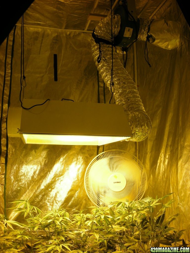 600 watt perpetual grow