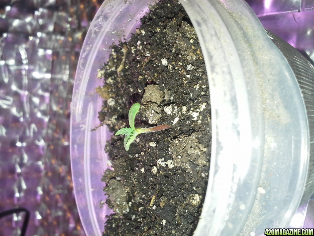 7 days after germs was planted