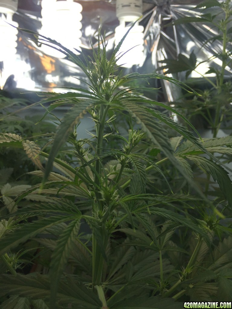 7 week froom seedling