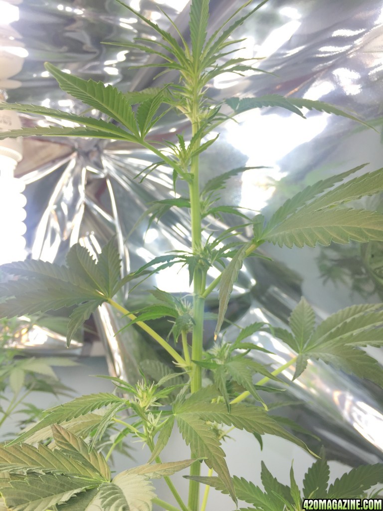 7 week froom seedling