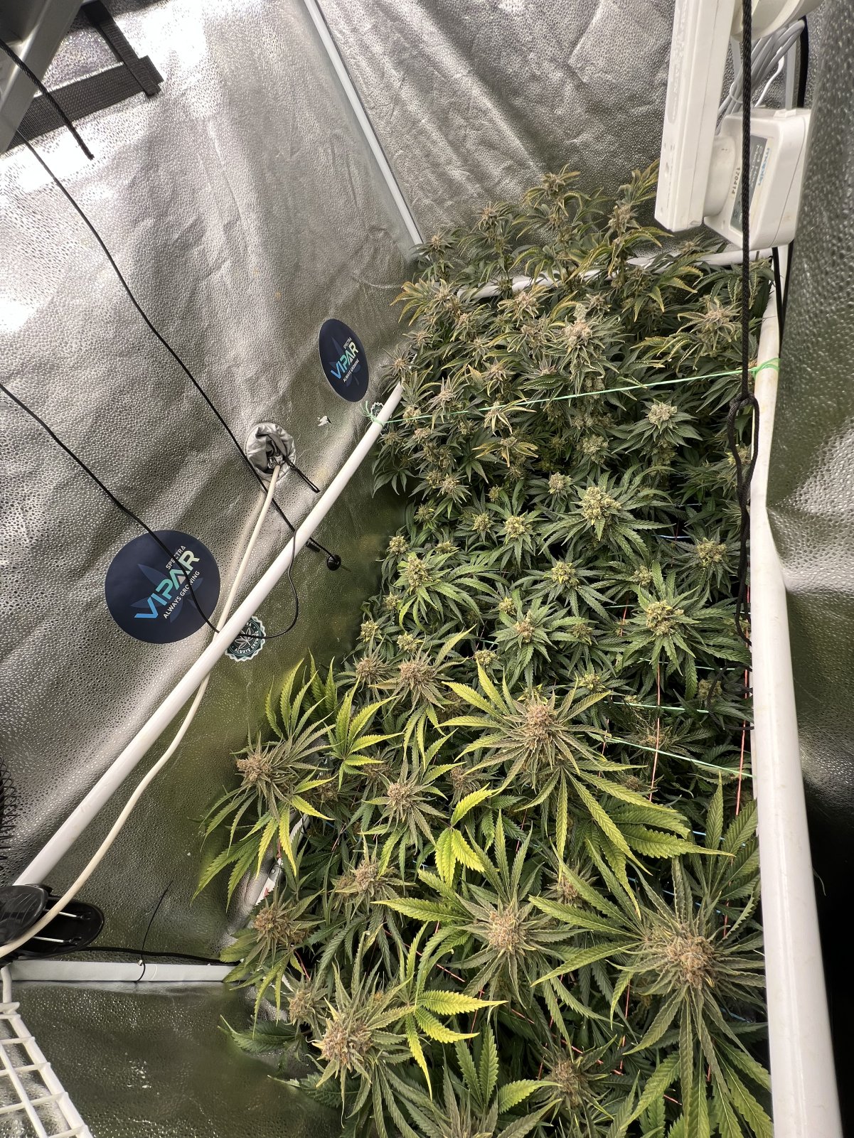 70 days since flip part harvest on banner.jpeg