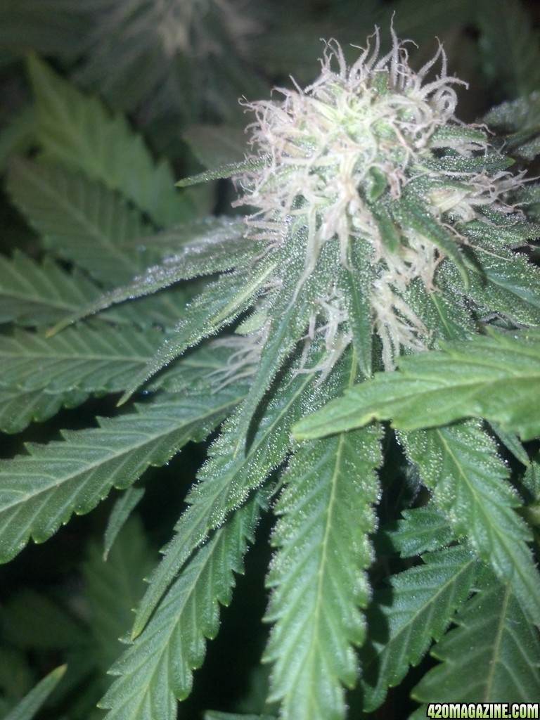 71 days old 24 into flower white widow x cheese.