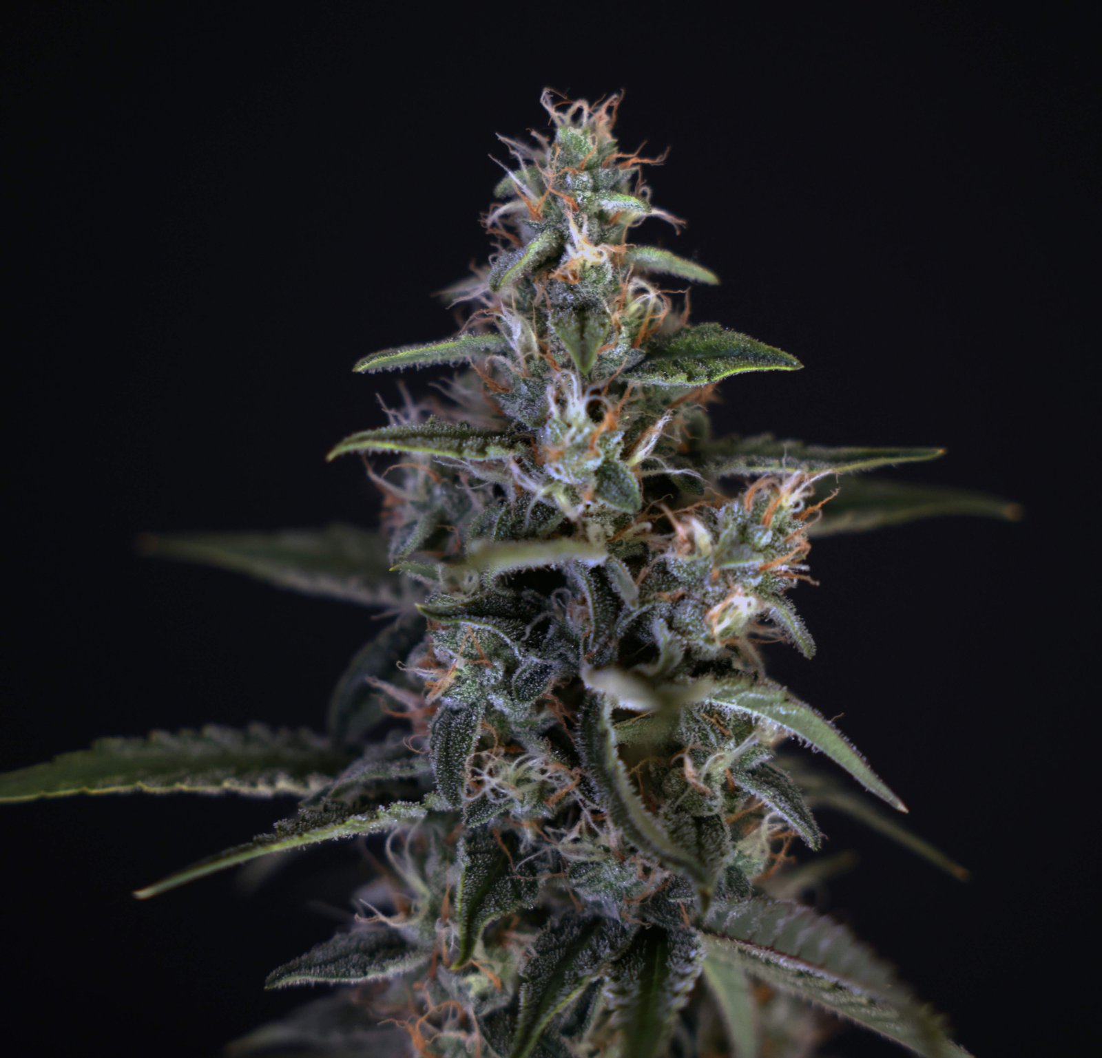 7538489_grow-journal-by-breadandbudsroyal-queen-seedsorion-f1.jpeg