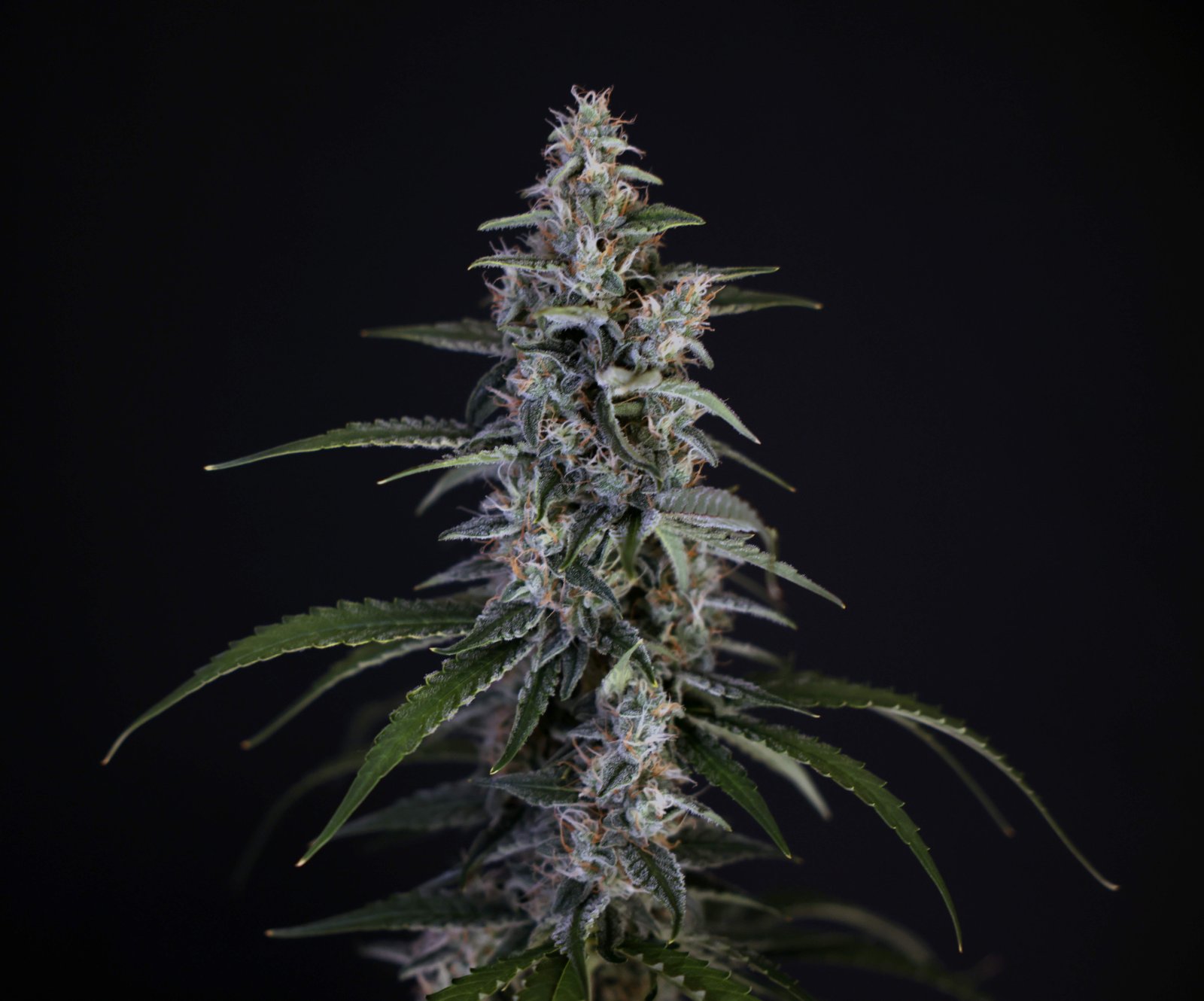 7538500_grow-journal-by-breadandbudsroyal-queen-seedsorion-f1.jpeg