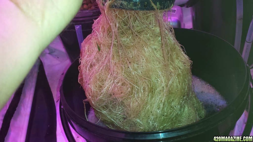 77 day old DWC roots.