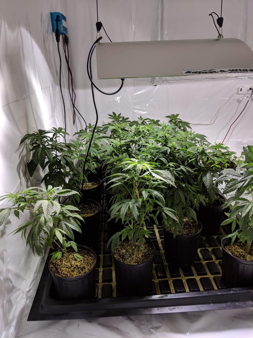 778130_first-legal-grow-ontariocustompink-kush.jpg