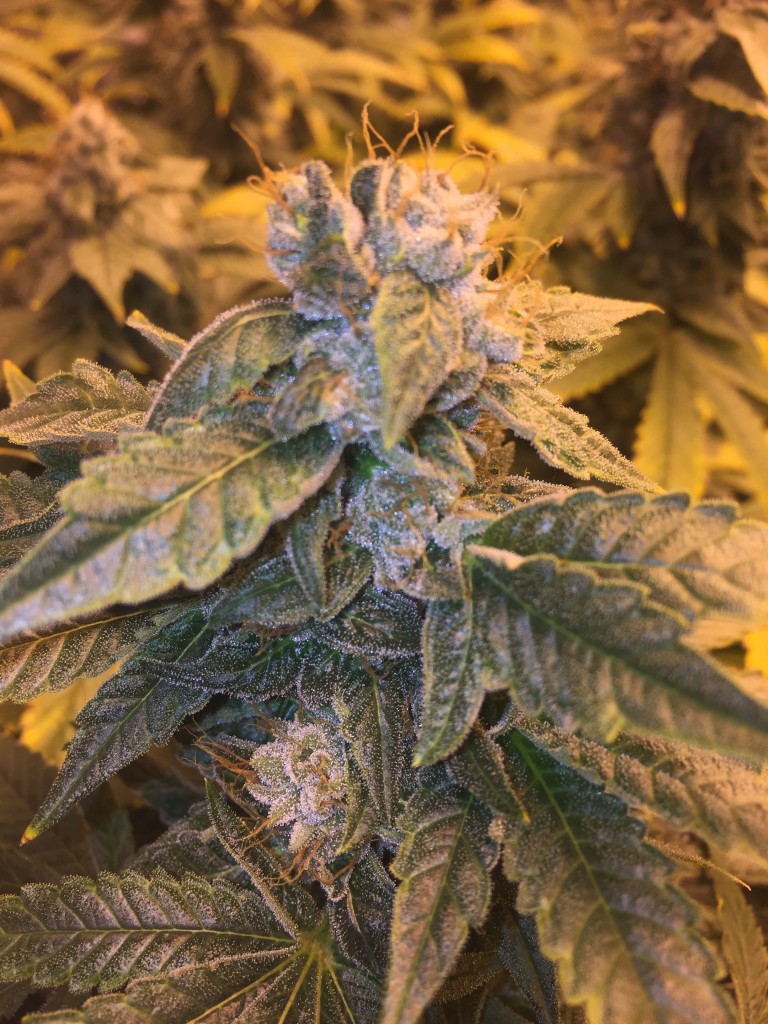 7th week of flower