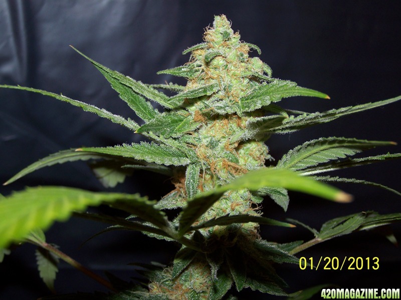 7weeks_moverfrost