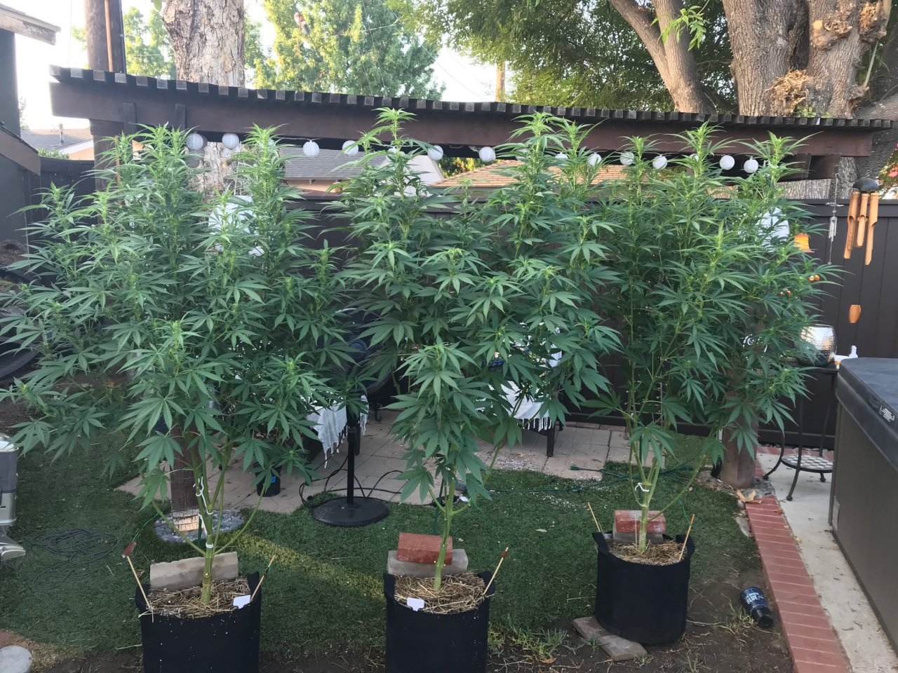 8-18 outdoor grow.jpg