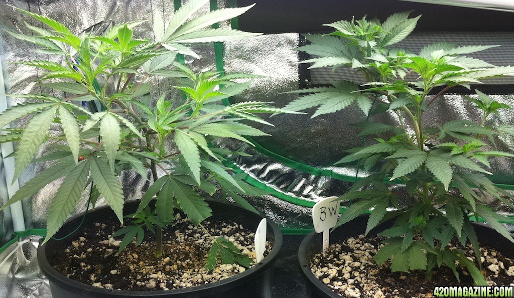 8-28 PUrple Kush and Blue Widow clones/mommas from 7-20-11