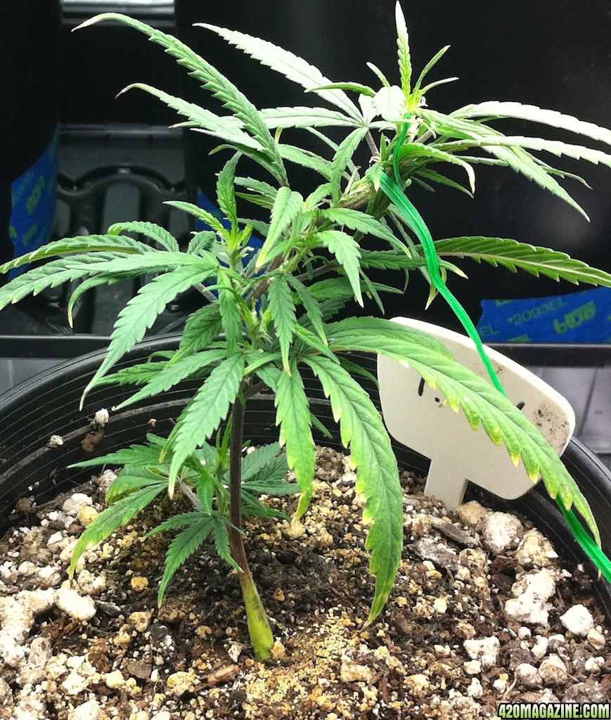 8-28 Train Wreck clone from 7-29-11 new momma or smoke