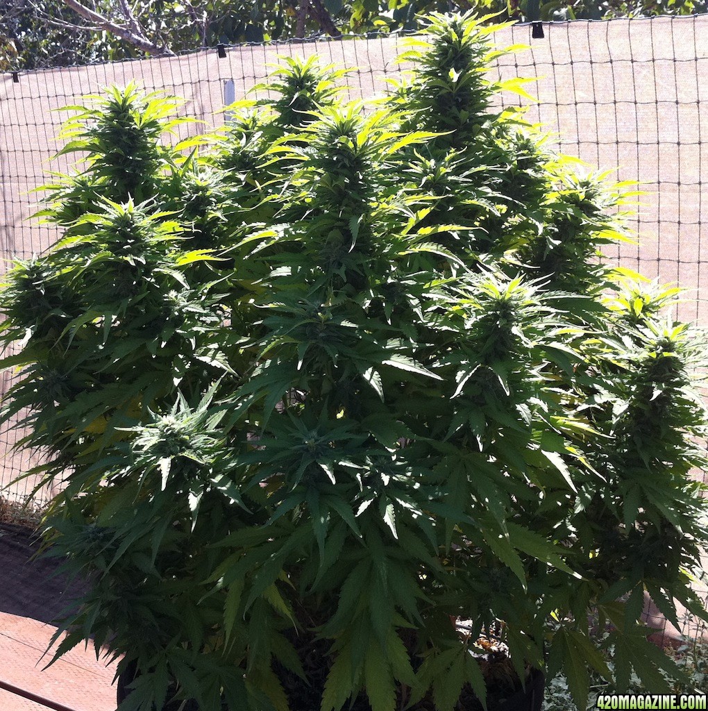 8-28_White_Rhino_38_days_flowering