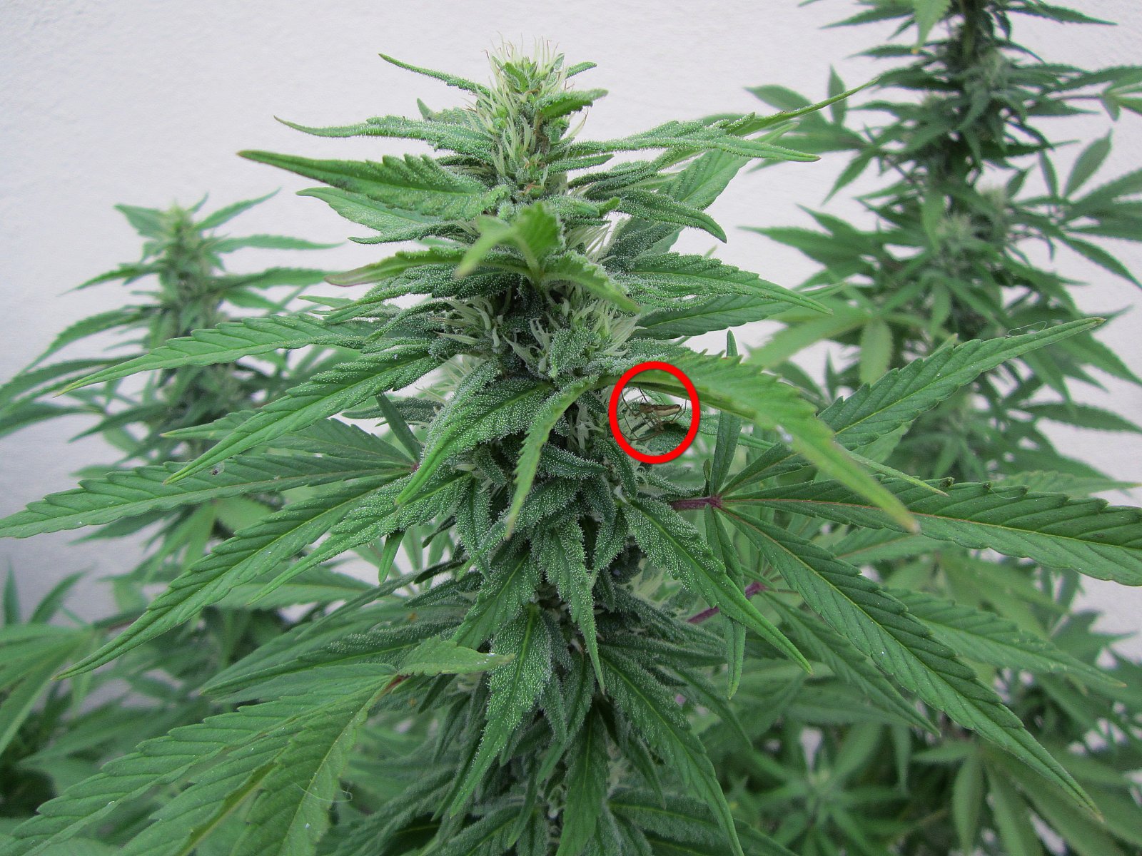 8-Somango Bud.JPG