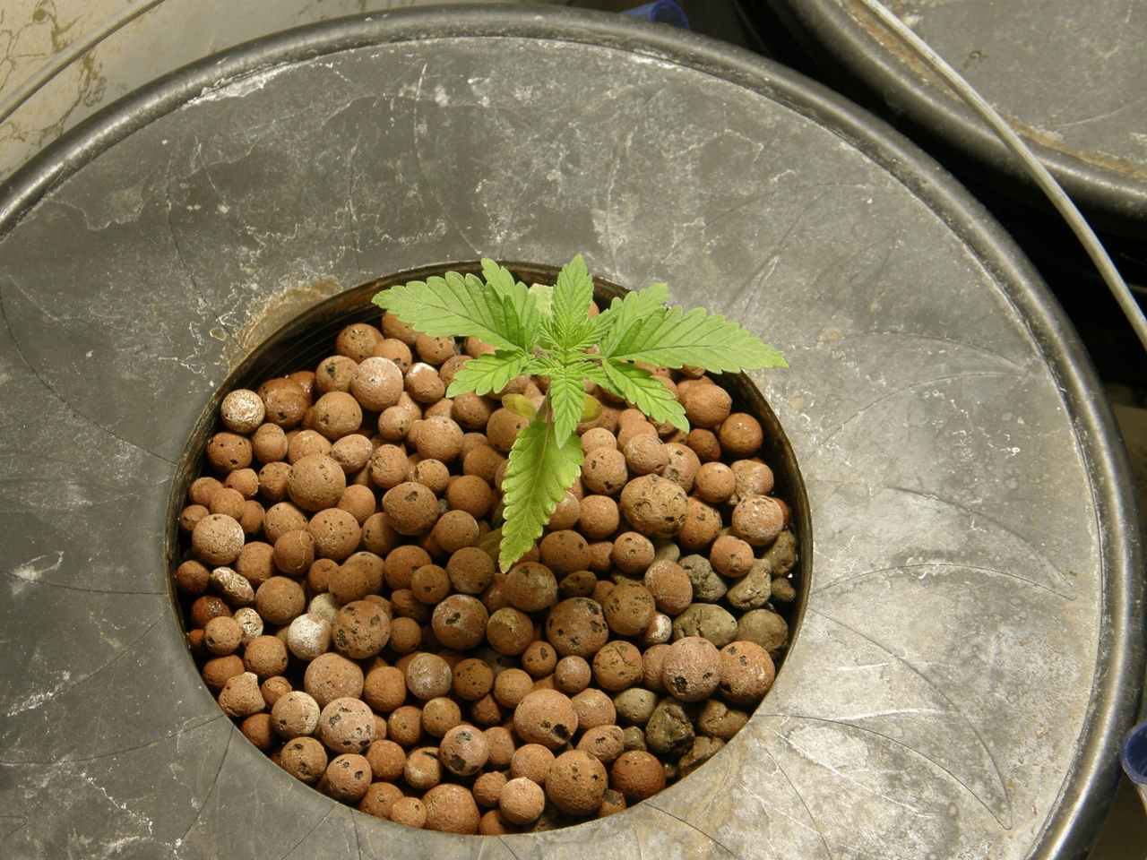 8 year old bag seeds