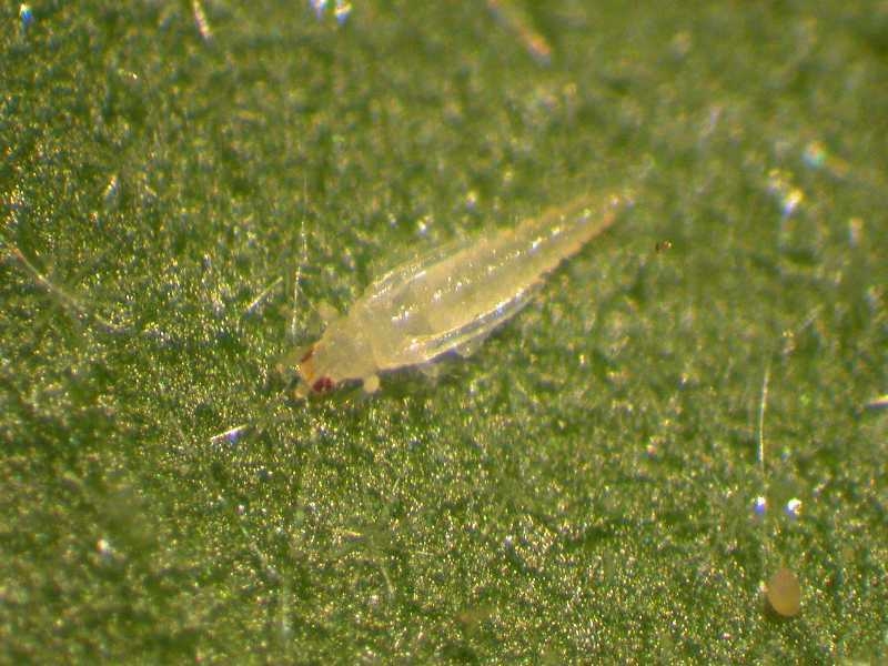 808310125-Thrips_Indoors1587.jpg