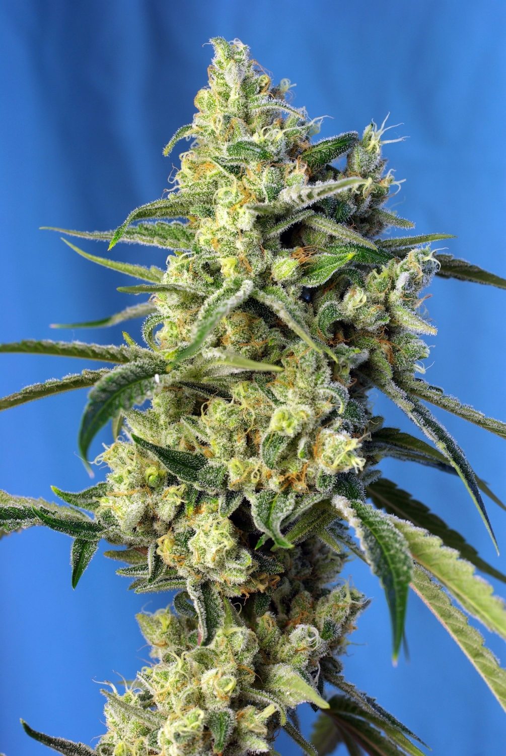 8586-sweet-amnesia-haze.jpg