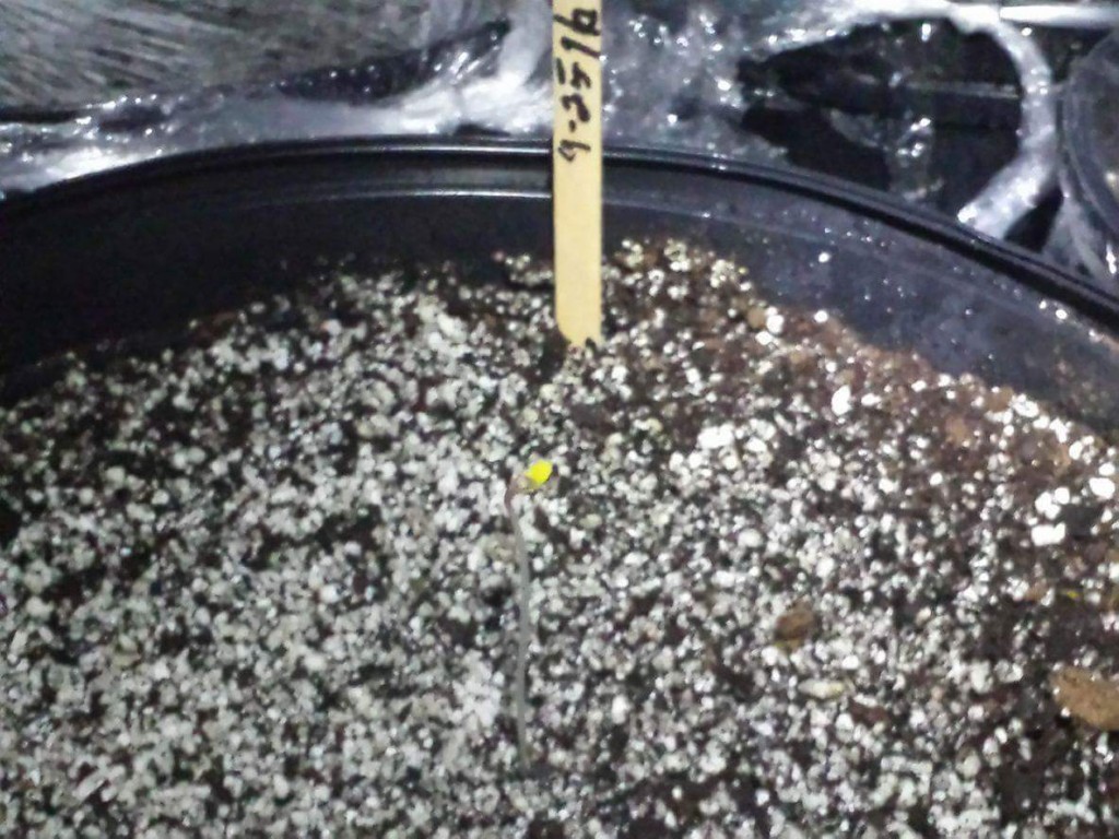 9/29/2016 GSC Germinating