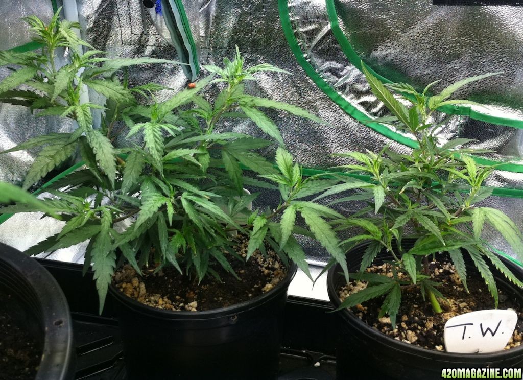 9-4-11 Train Wreck clones from 7-20 and 7-29 new mommas