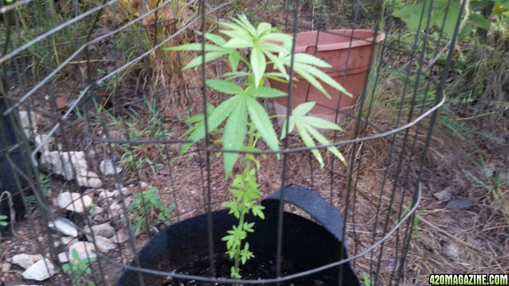 9-4-17 Outdoor grow update