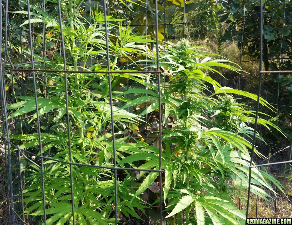 9-4-17 Outdoor grow update