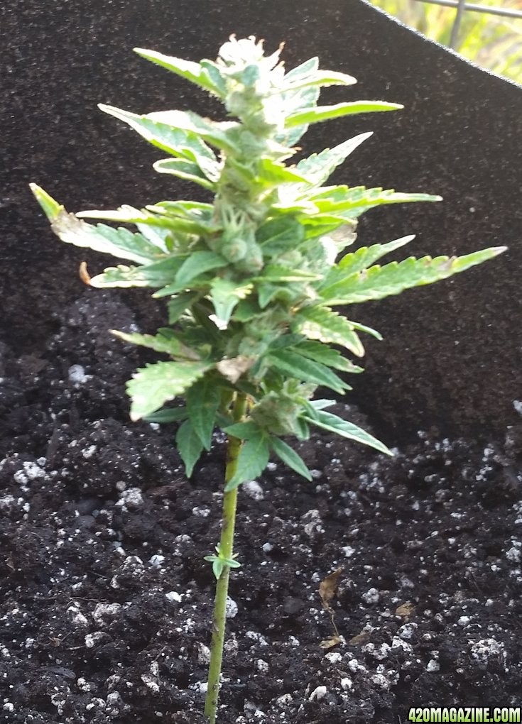 9-4-17 Outdoor grow update