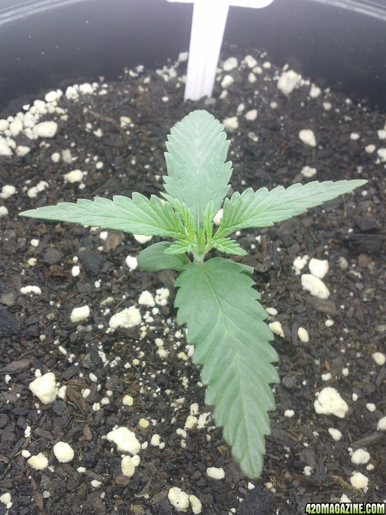 9 days above dirt.