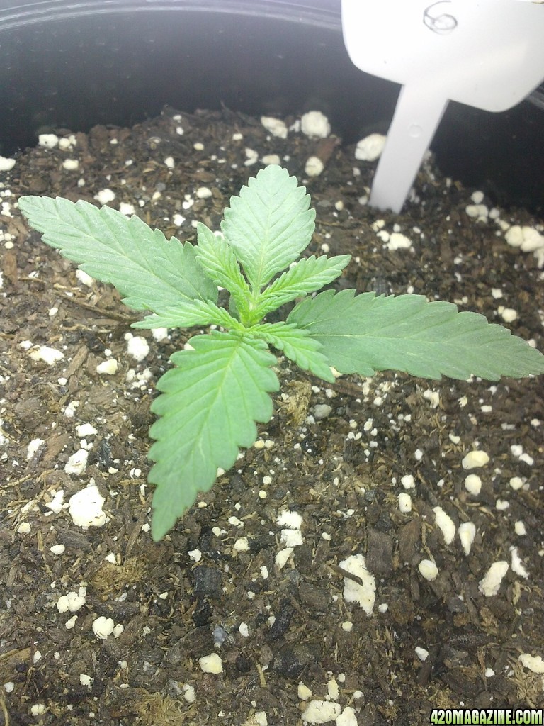 9 days above dirt.