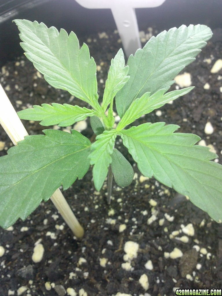 9 days above dirt.