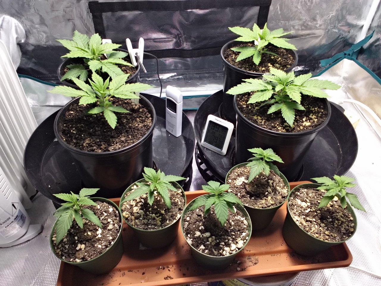 9 Seedlings March 08 2019.jpg