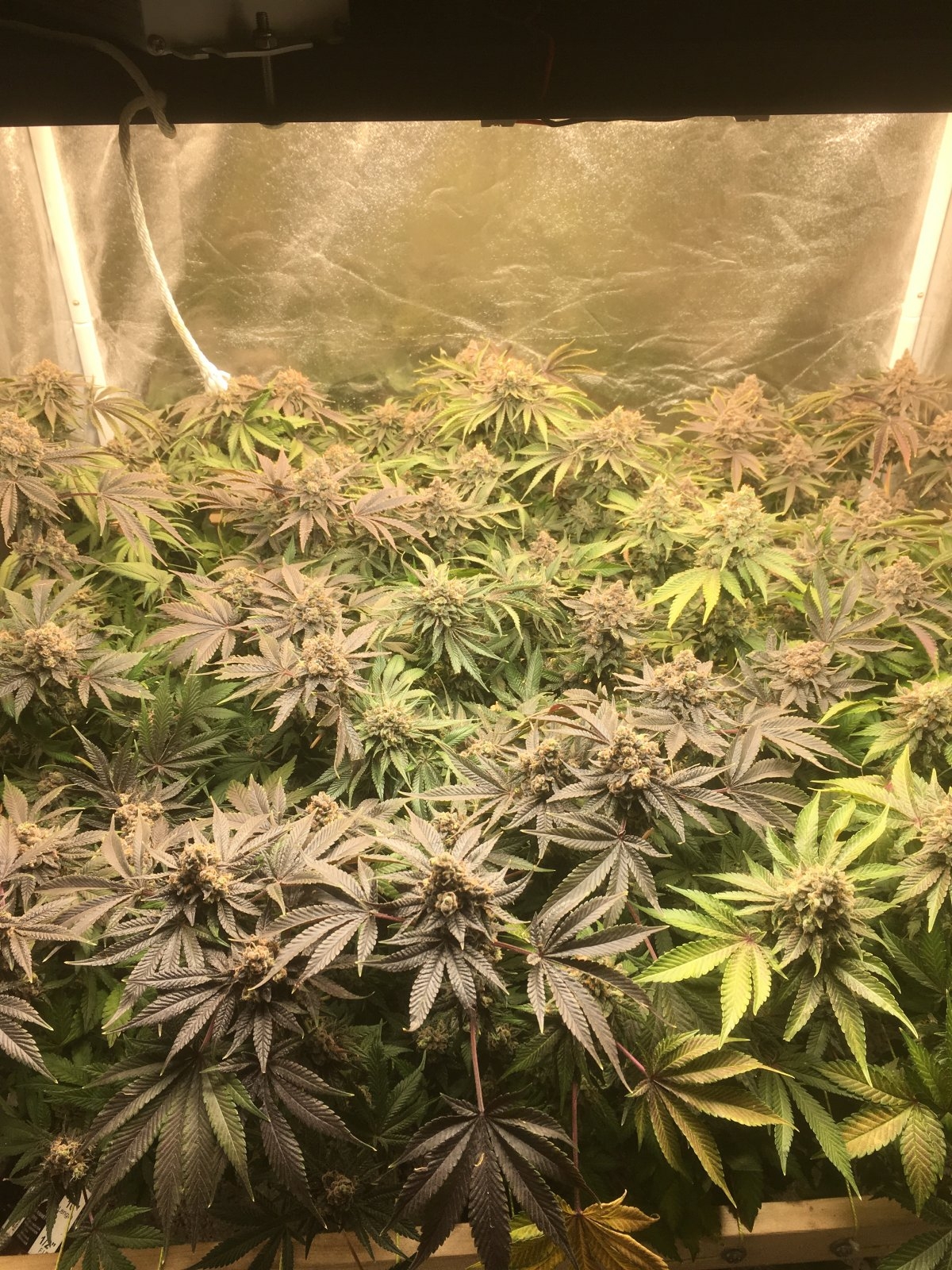 91sdGW4scrog.JPG