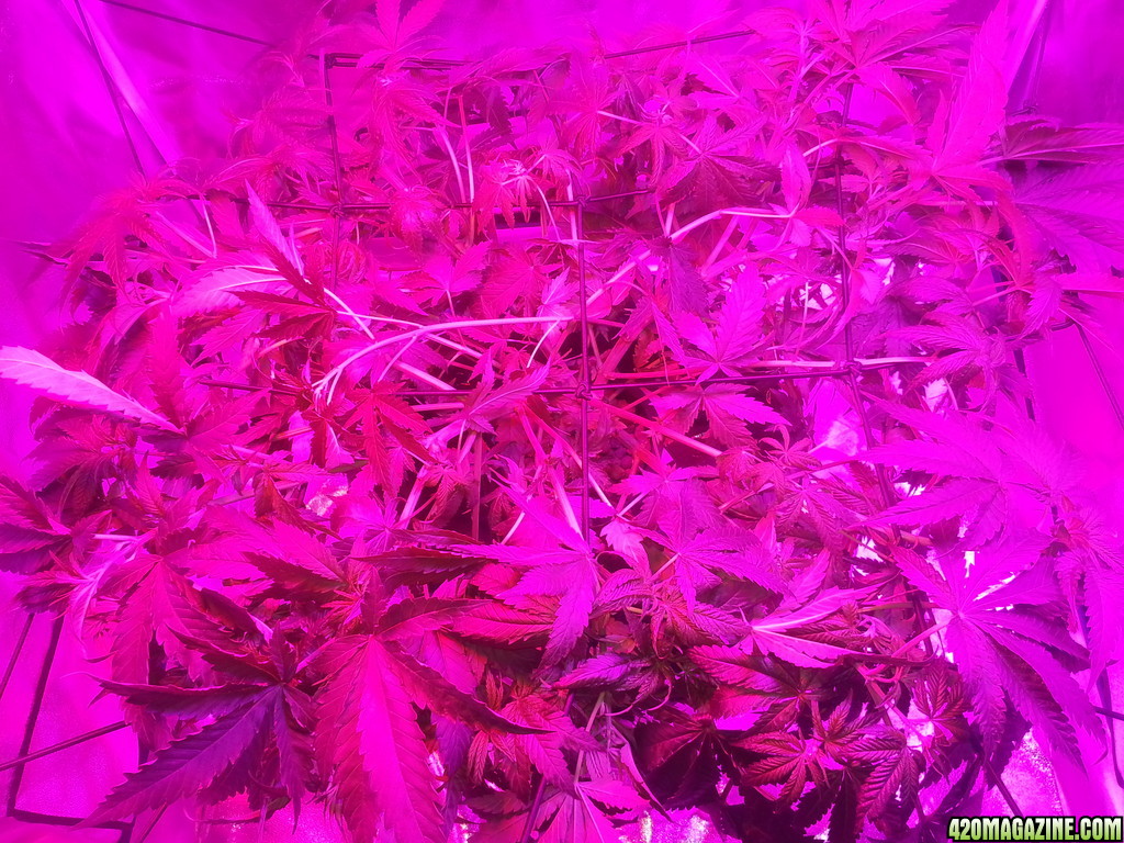 9_scrog